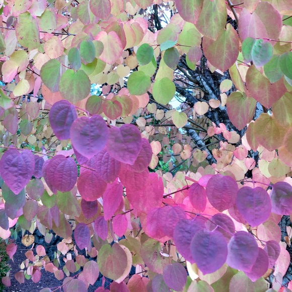 Meet your Posher, Katie - Picture 1 of 1